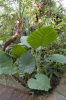 Deutschland-Botanischer-Garten-Dresden-2013-130813-DSC_0576.jpg