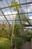Deutschland-Botanischer-Garten-Dresden-2013-130813-DSC_0685.jpg