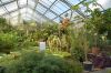 Deutschland-Botanischer-Garten-Dresden-2013-130813-DSC_0690.jpg