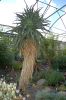 Deutschland-Botanischer-Garten-Dresden-2013-130813-DSC_0708.jpg