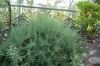 Deutschland-Botanischer-Garten-Dresden-2013-130813-DSC_0712.jpg