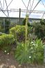 Deutschland-Botanischer-Garten-Dresden-2013-130813-DSC_0719.jpg