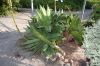 Deutschland-Botanischer-Garten-Dresden-2013-130813-DSC_0723.jpg
