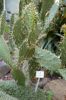Deutschland-Botanischer-Garten-Dresden-2013-130813-DSC_0725.jpg