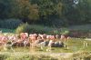 Deutschland-Berliner-Tierpark-2015-151010-DSC_0040.jpg
