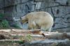 Deutschland-Berliner-Tierpark-2015-151010-DSC_0083.jpg